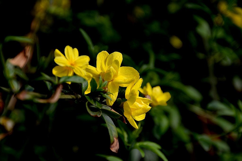 迎春花=9