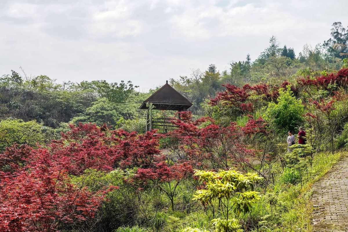 又到满山枫叶红