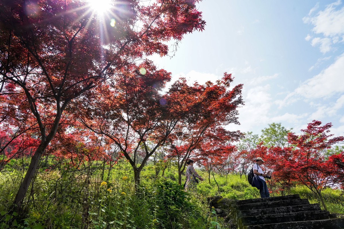 又到满山枫叶红