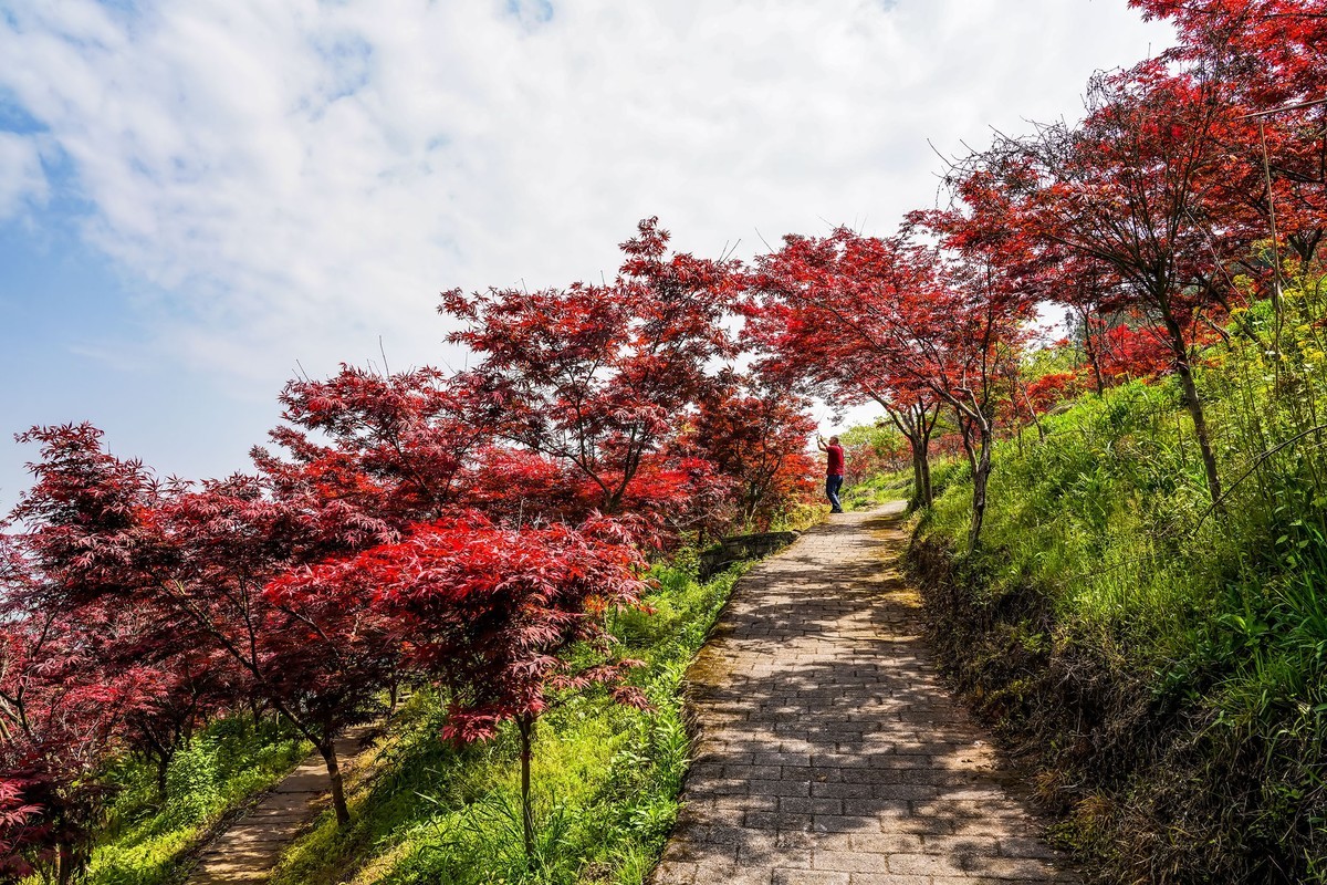 又到满山枫叶红