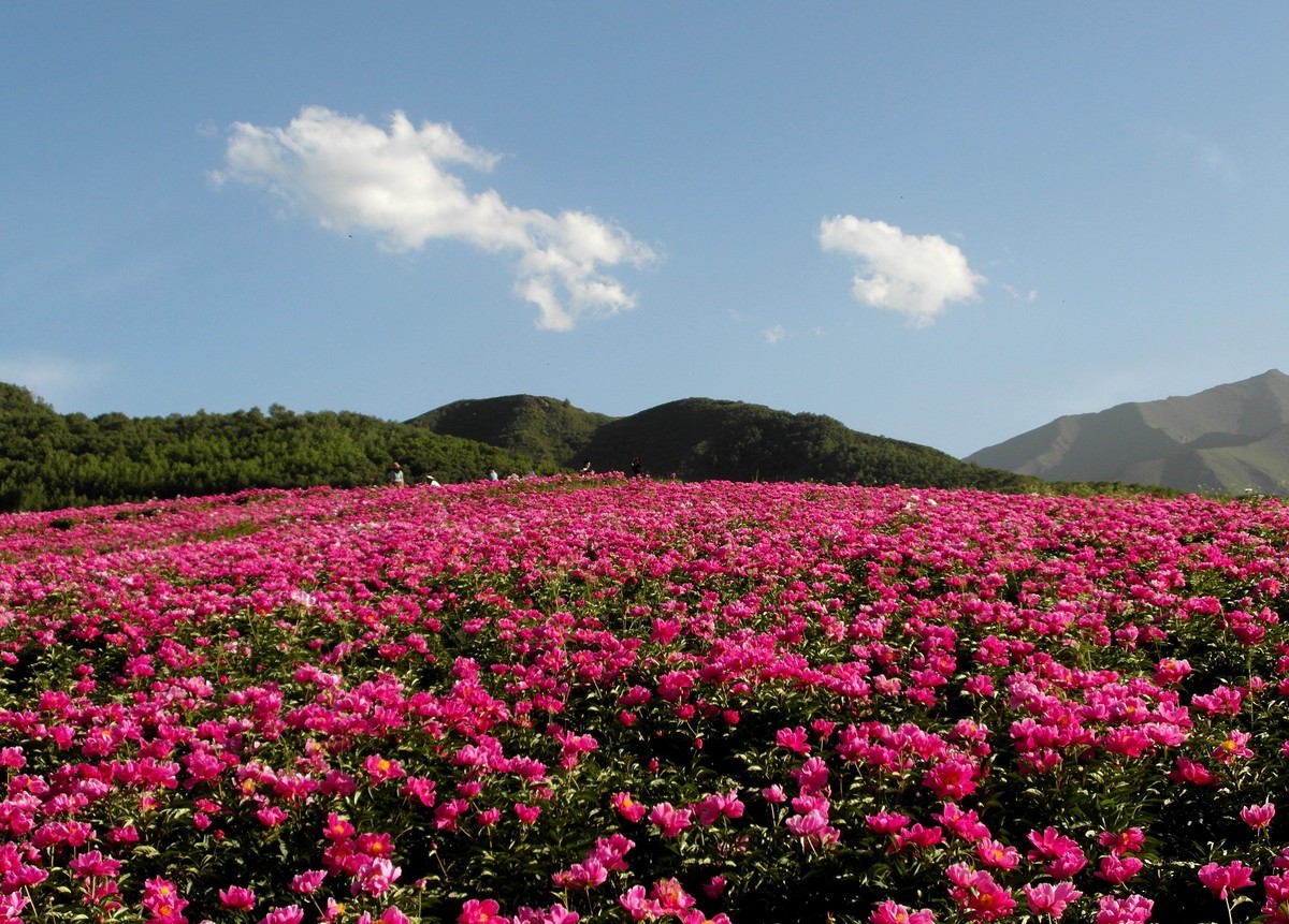 古丰芍药花海