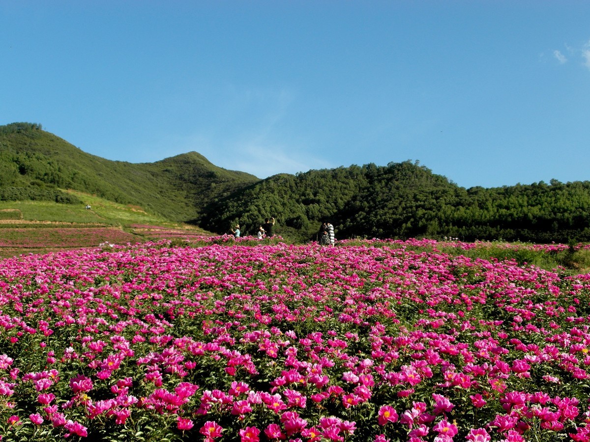 古丰芍药花海