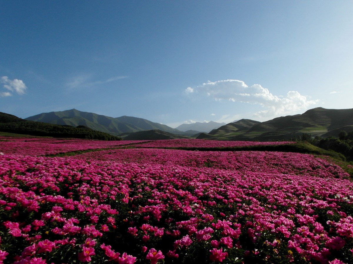 古丰芍药花海