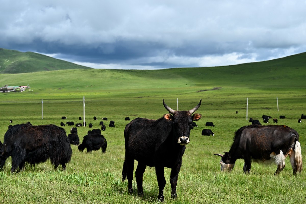 恭喜好友全红荣任安阳星空(中国)版主