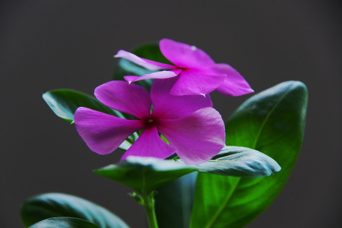 家里花盆里的小花