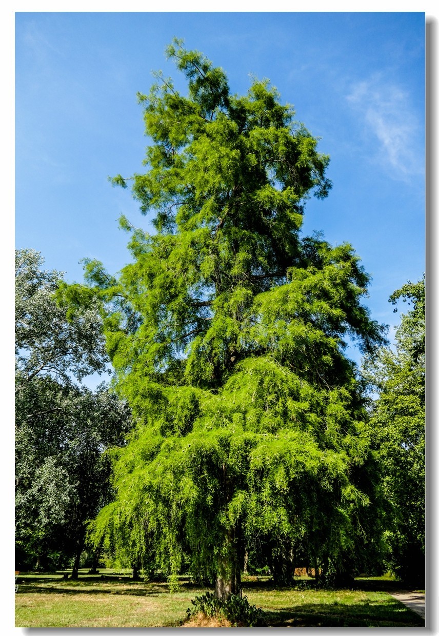 公园光影（南德）