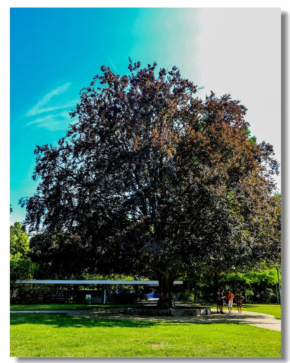 公园光影（南德）