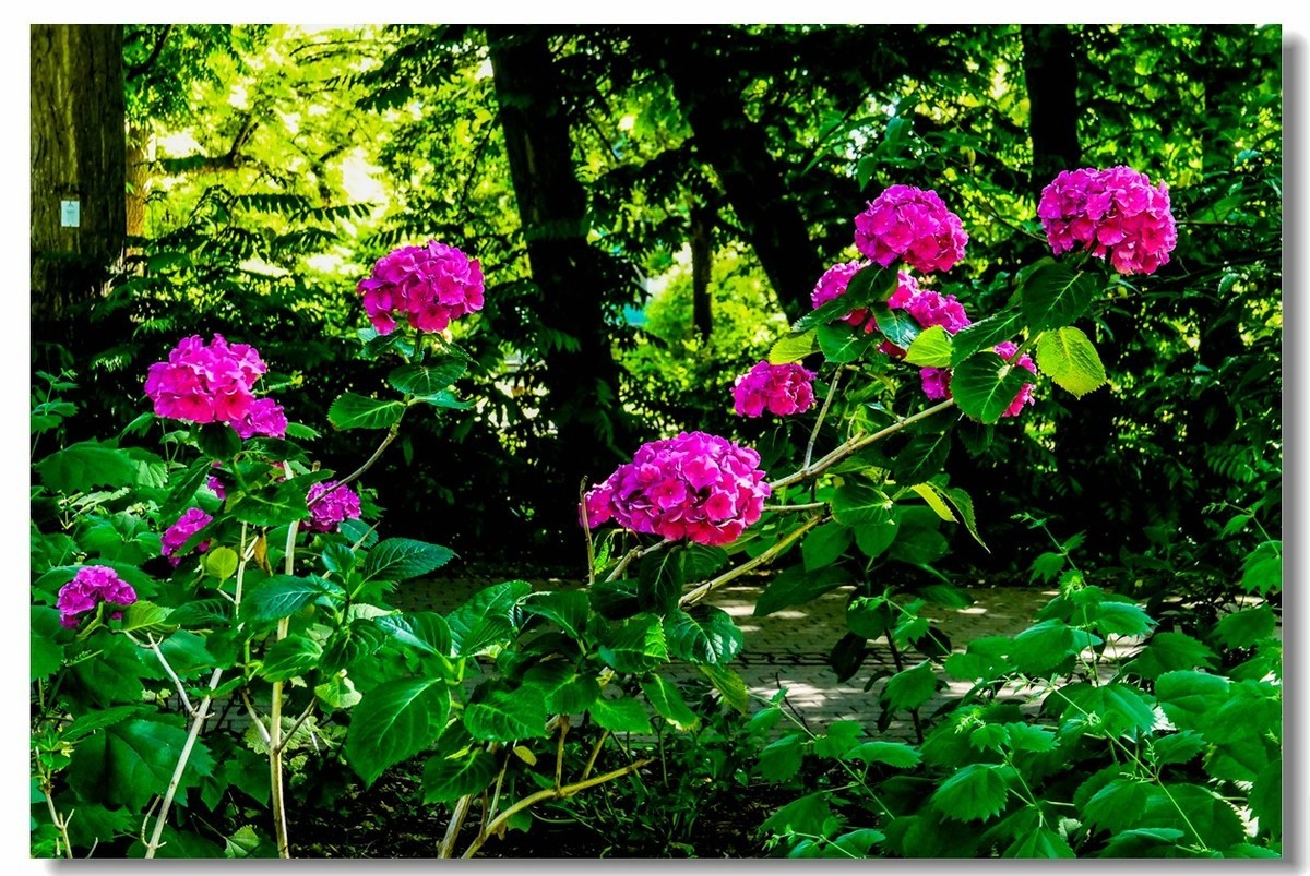 公园光影（南德）