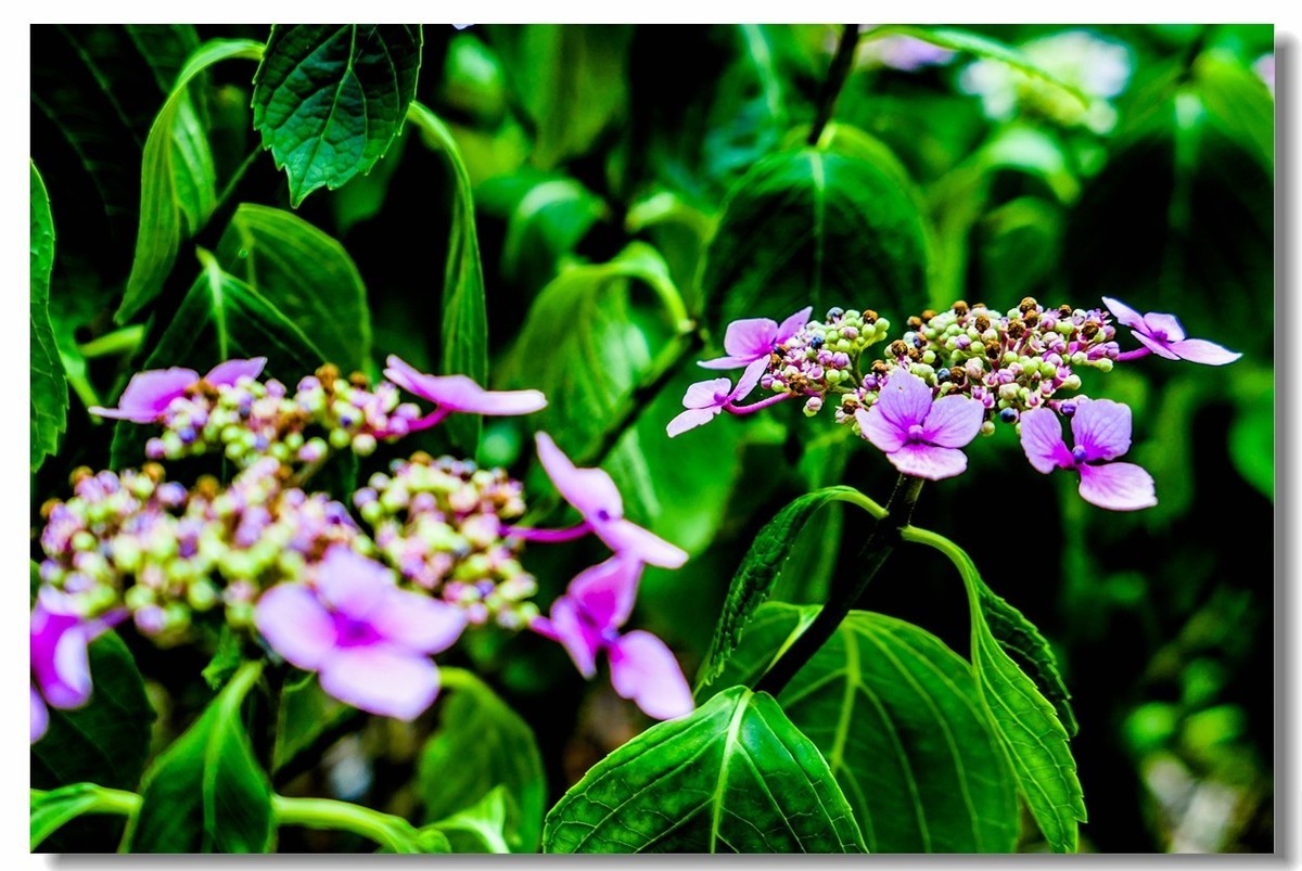 公园光影（南德）