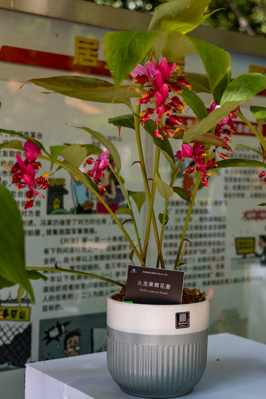 白云禁毒主题公园——姜荷花展（五）