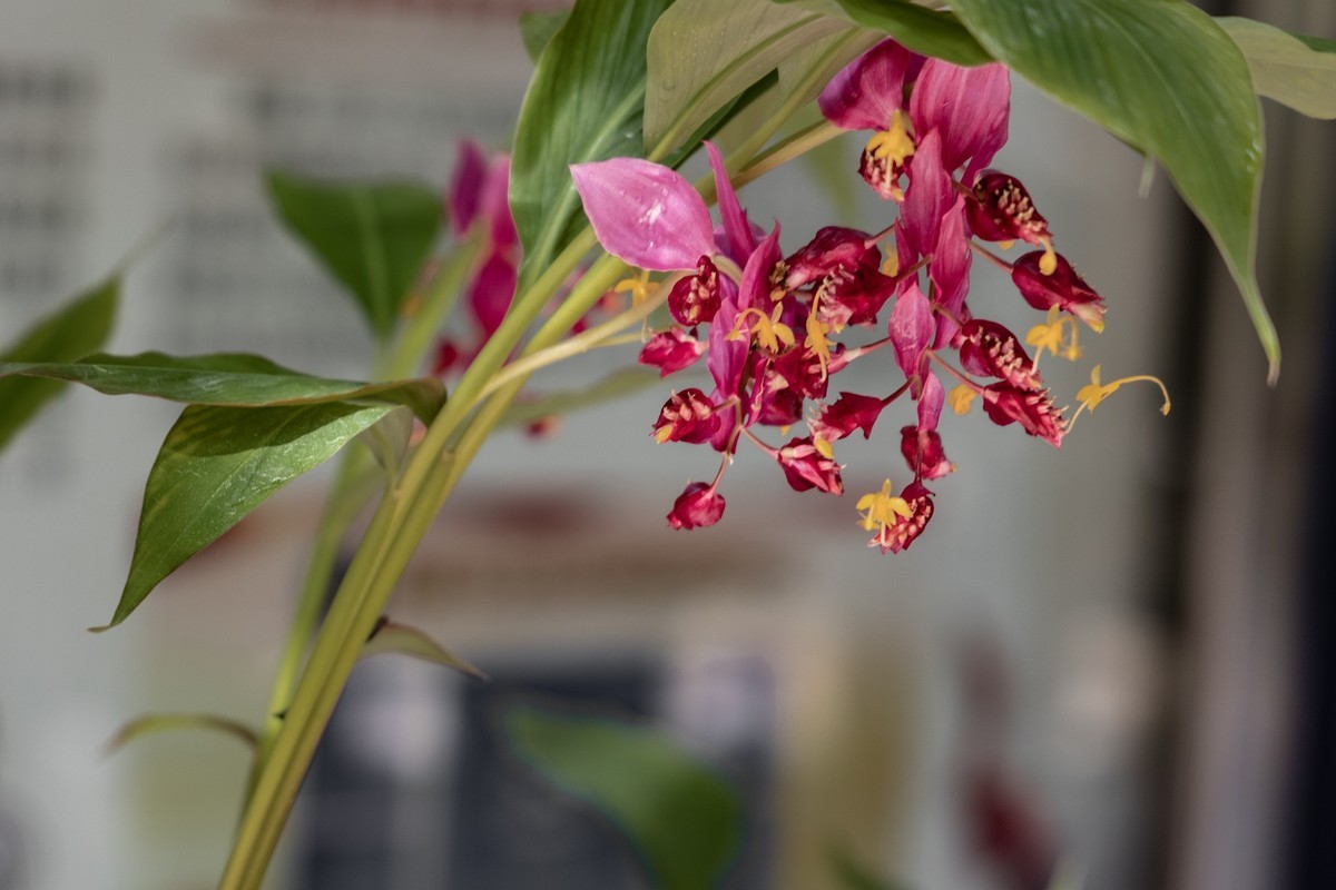 白云禁毒主题公园——姜荷花展（五）