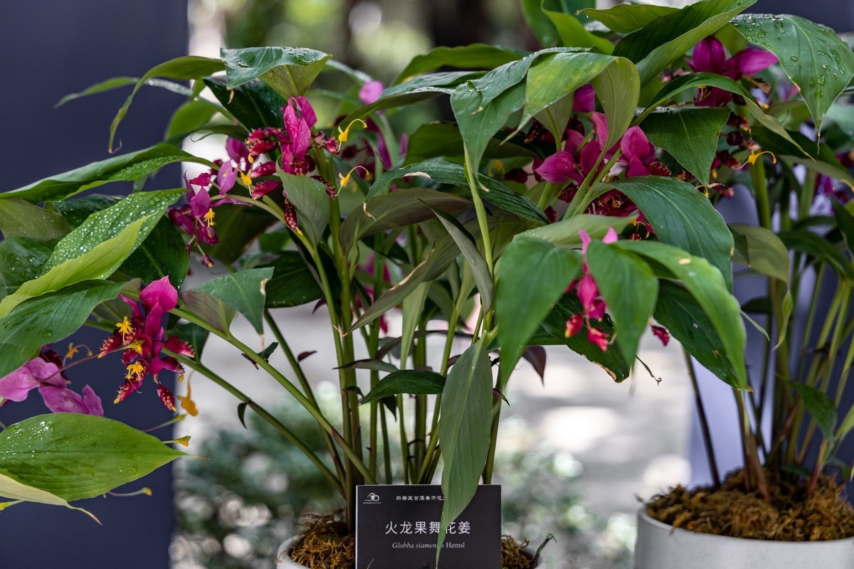 白云禁毒主题公园——姜荷花展（五）