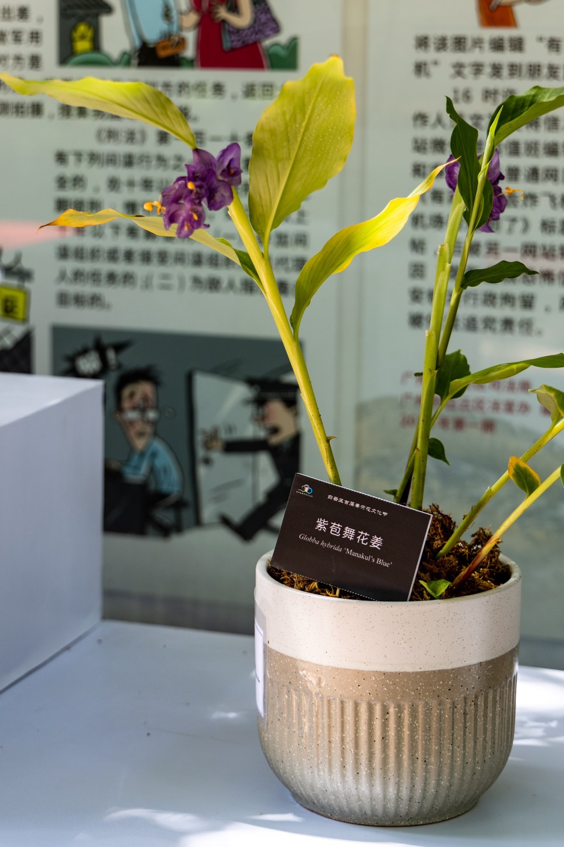 白云禁毒主题公园——姜荷花展（五）