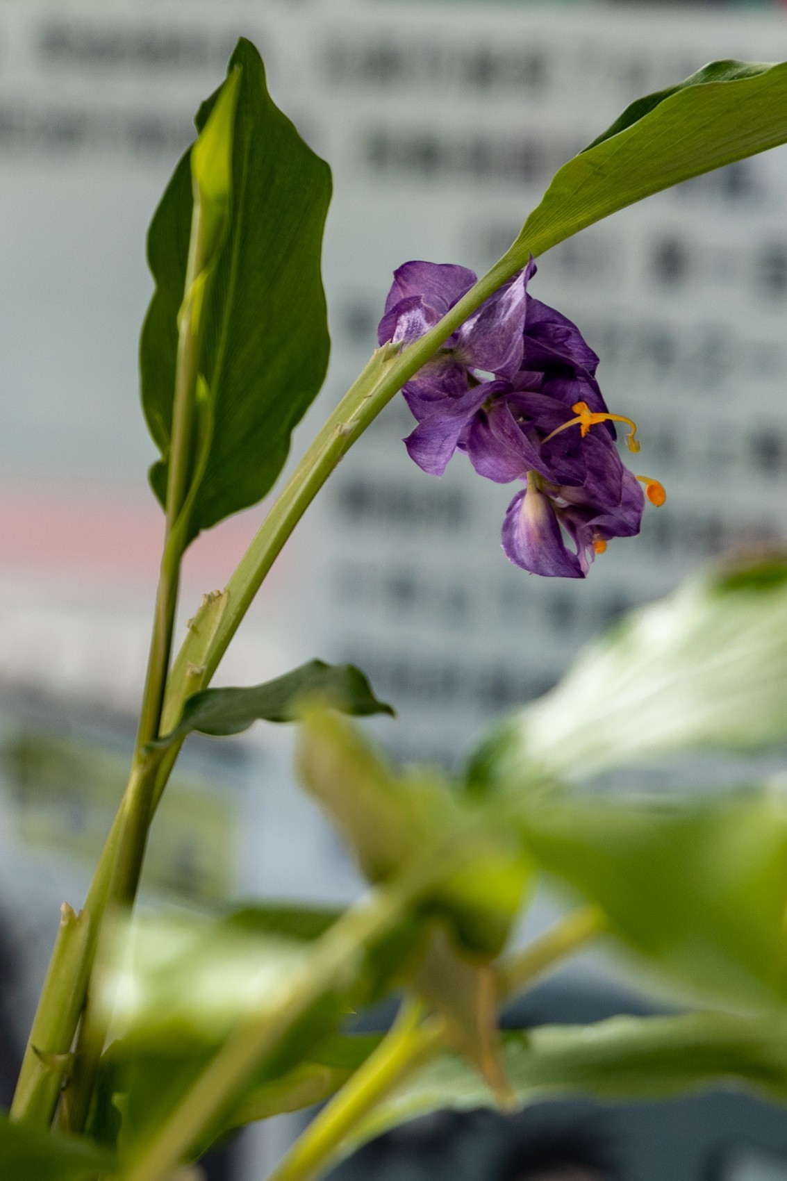 白云禁毒主题公园——姜荷花展（五）