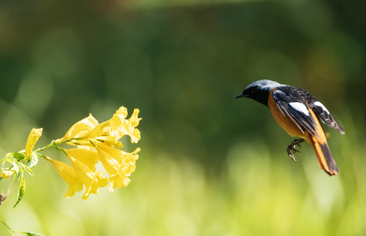到南方过冬的北红鸟