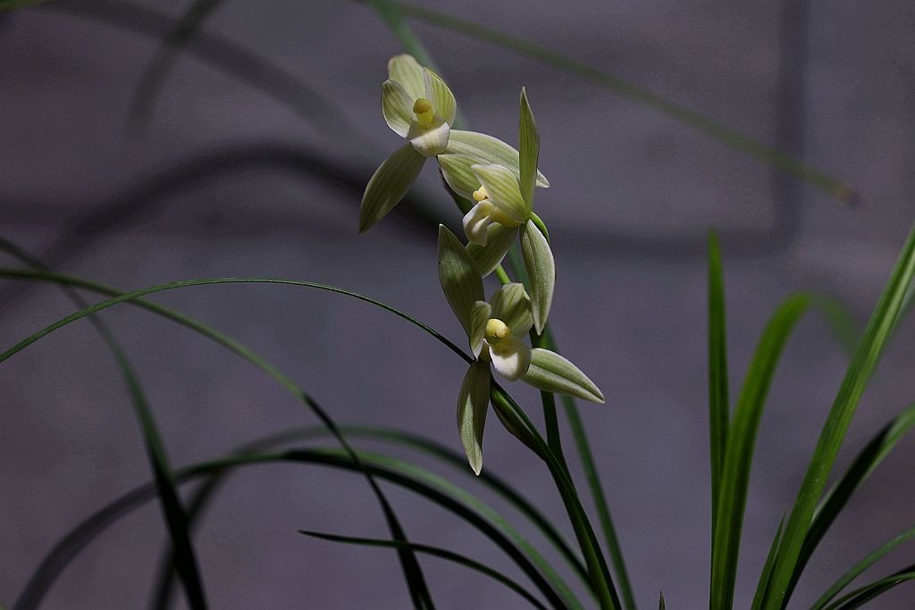 国家植物园第二届兰花展盆景园之国兰