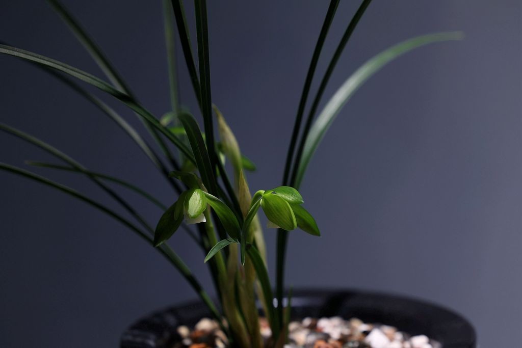 国家植物园第二届兰花展盆景园之国兰