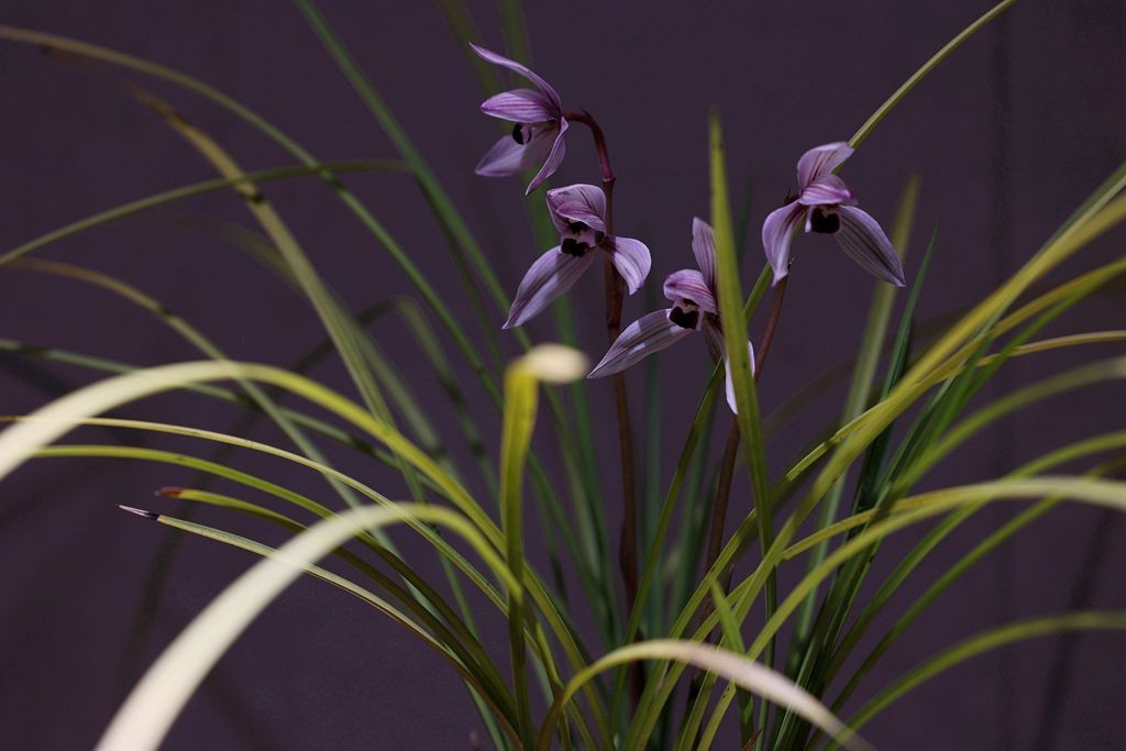 国家植物园第二届兰花展盆景园之国兰