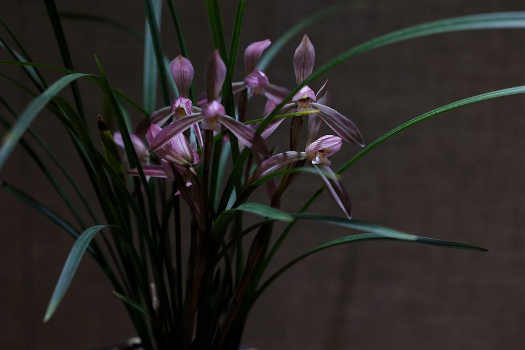 国家植物园第二届兰花展盆景园之国兰