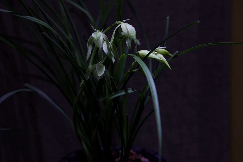 国家植物园第二届兰花展盆景园之国兰