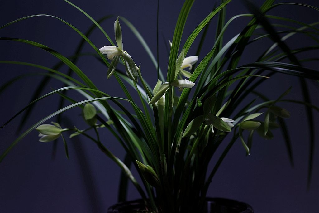 国家植物园第二届兰花展盆景园之国兰