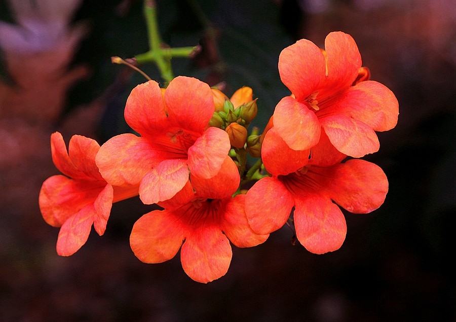 《不老松：纪实摄影》春莭给大家发点漂亮的花片。灵霄