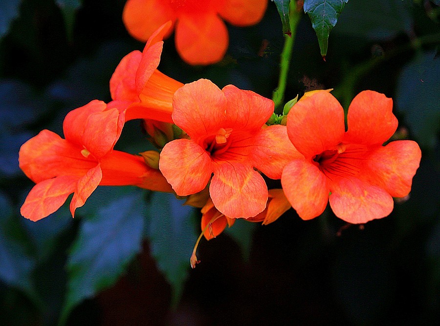 《不老松：纪实摄影》春莭给大家发点漂亮的花片。灵霄