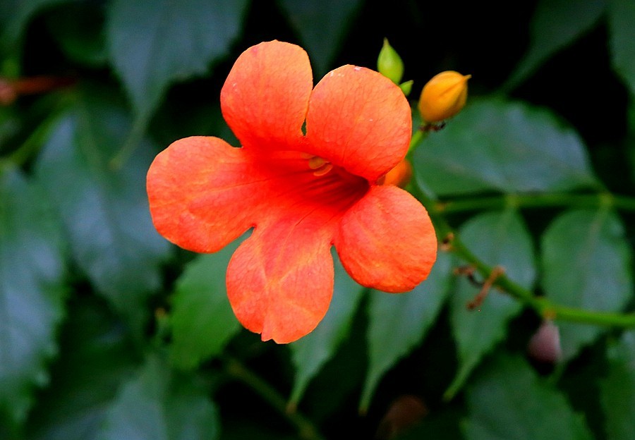 《不老松：纪实摄影》春莭给大家发点漂亮的花片。灵霄