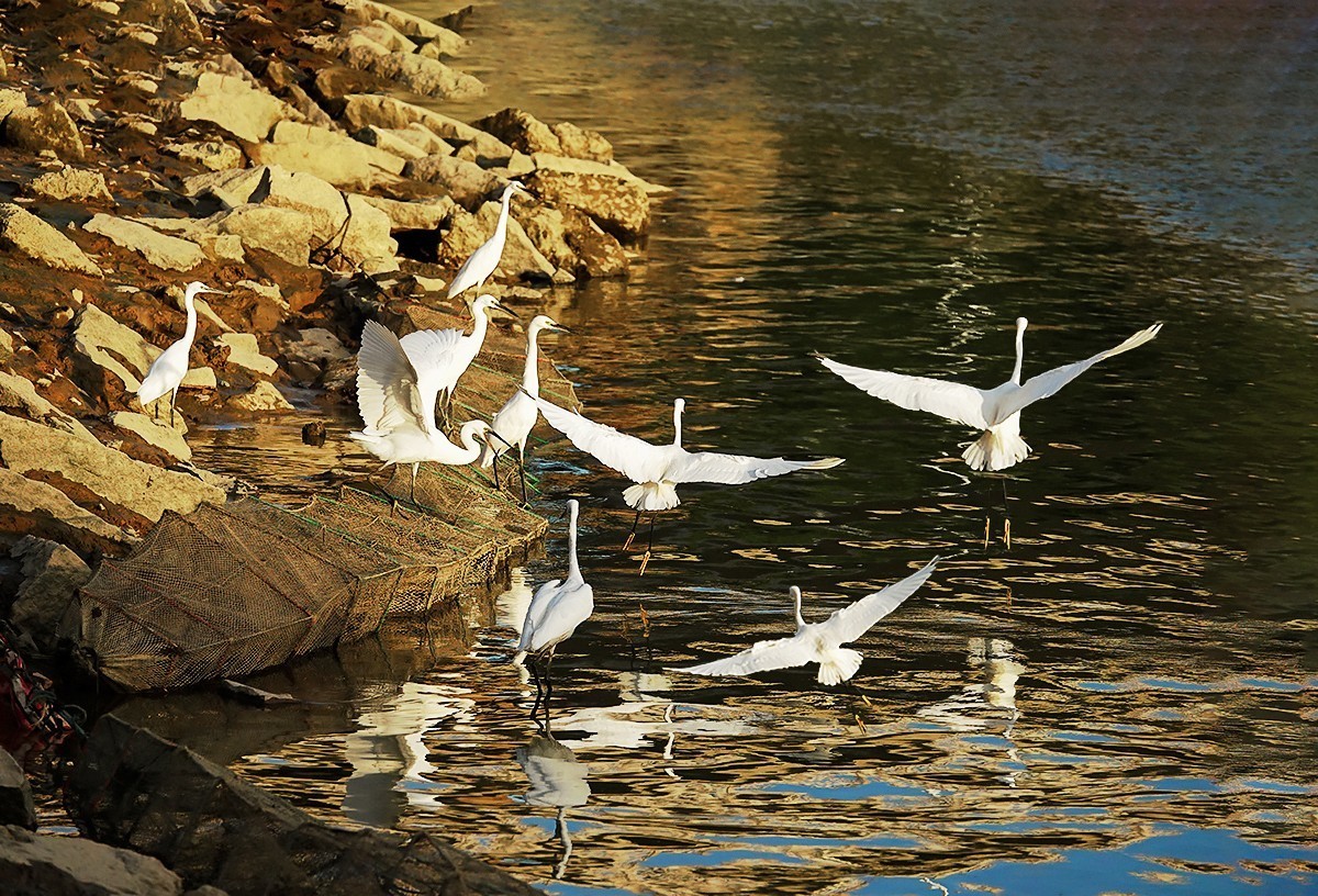 福建泉州#夕阳下的金色鹭舞（一）