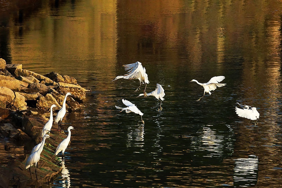福建泉州#夕阳下的金色鹭舞（一）