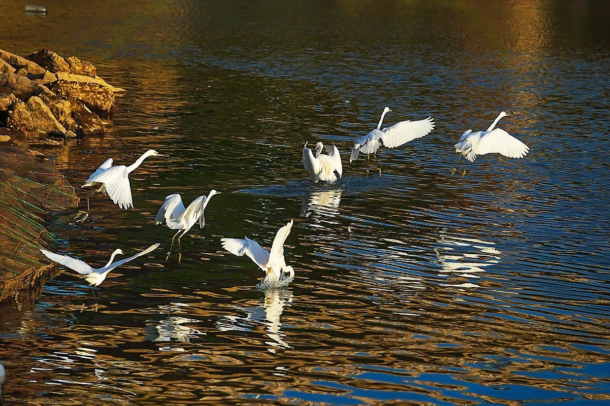 福建泉州#夕阳下的金色鹭舞（一）