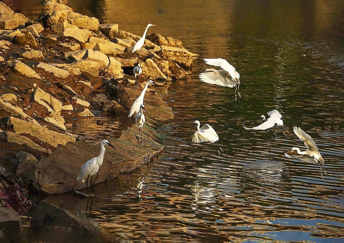 福建泉州#夕阳下的金色鹭舞（一）