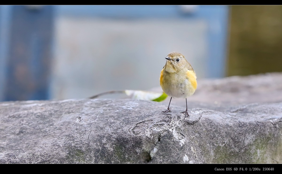 蓝尾鸲
