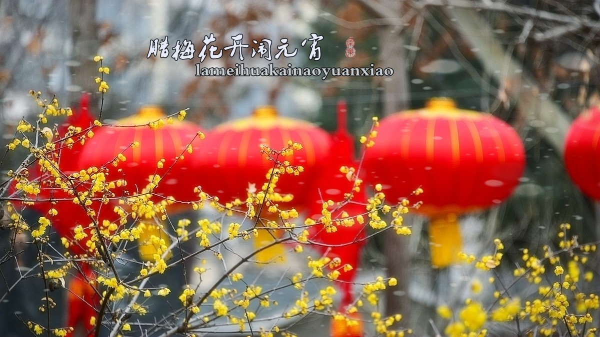 腊梅花开闹元宵