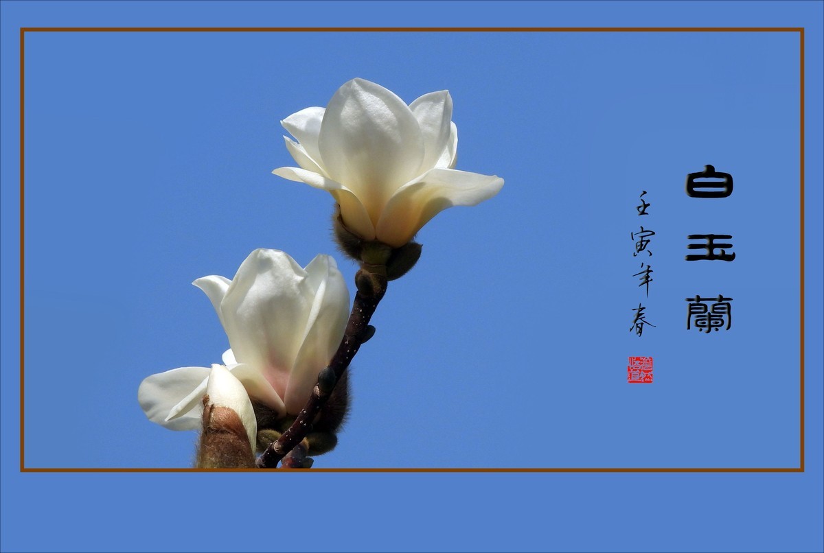 如冰似雪圣洁的白玉兰