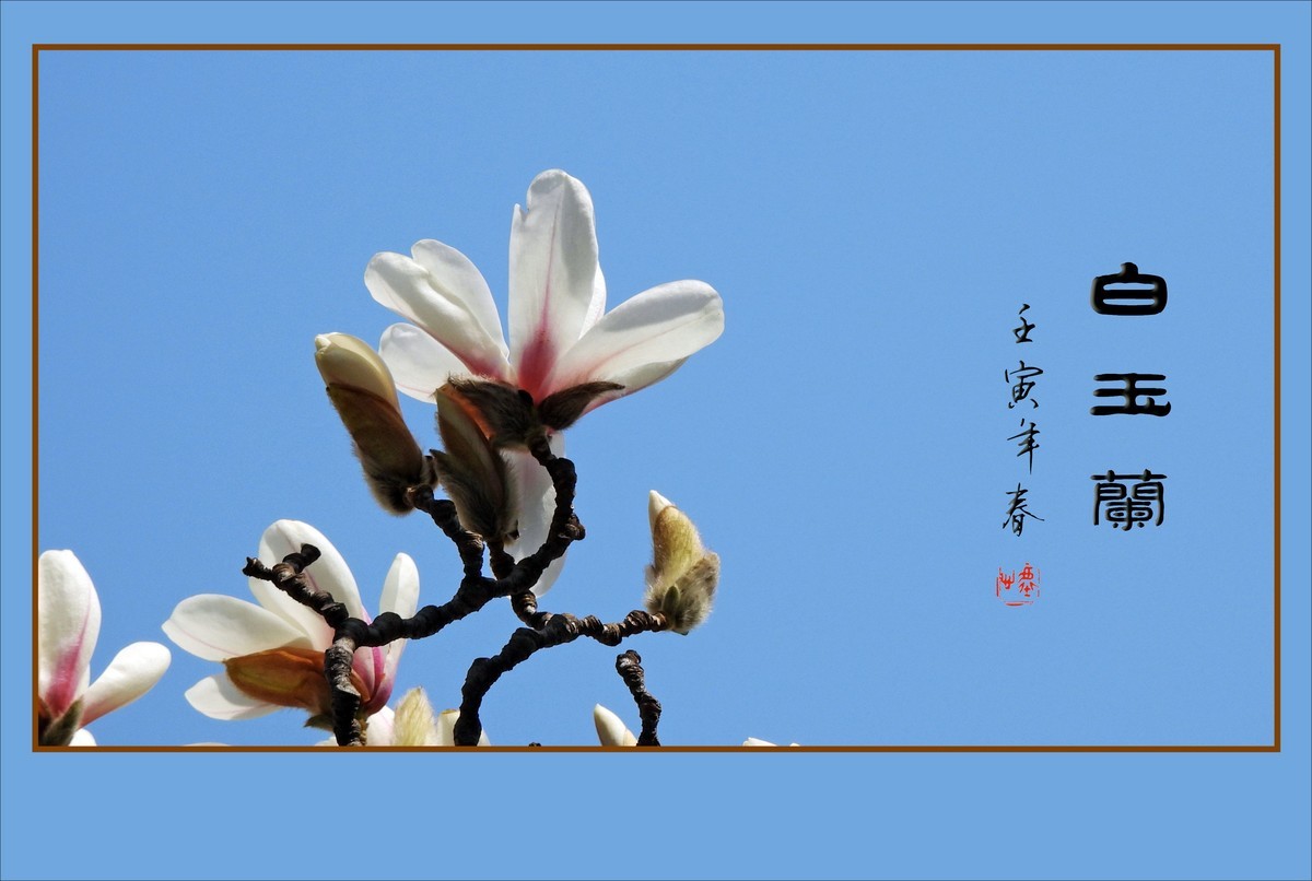 如冰似雪圣洁的白玉兰