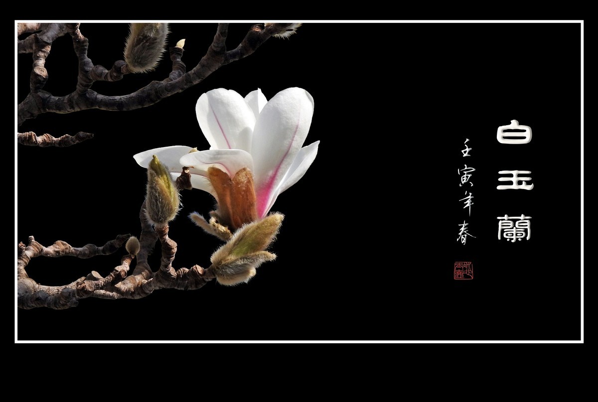 如冰似雪圣洁的白玉兰