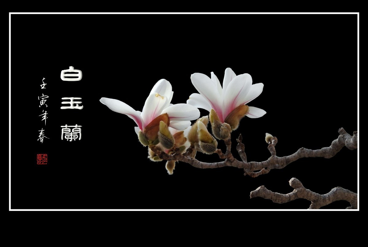 如冰似雪圣洁的白玉兰