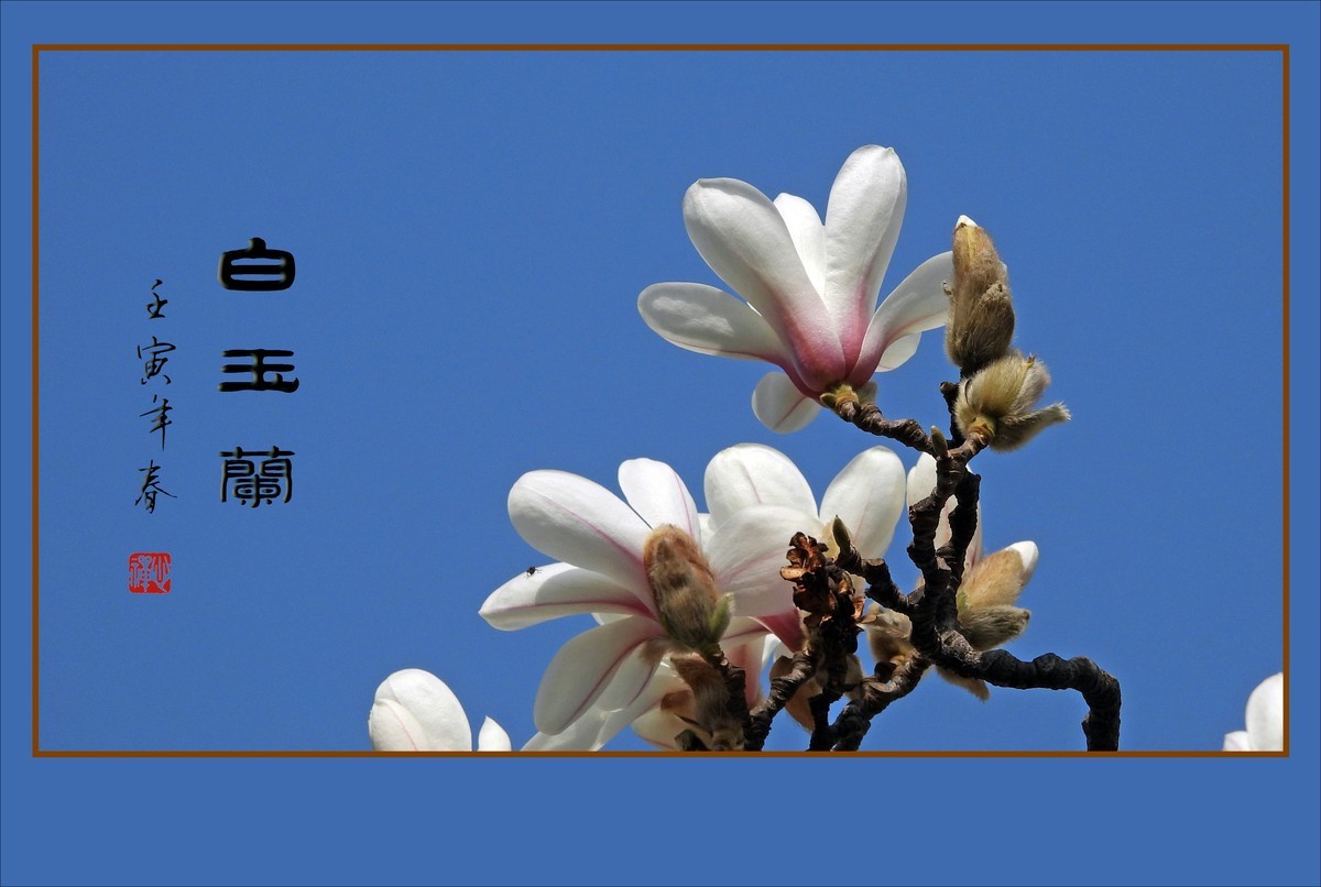 如冰似雪圣洁的白玉兰