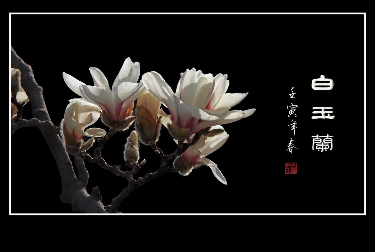 如冰似雪圣洁的白玉兰