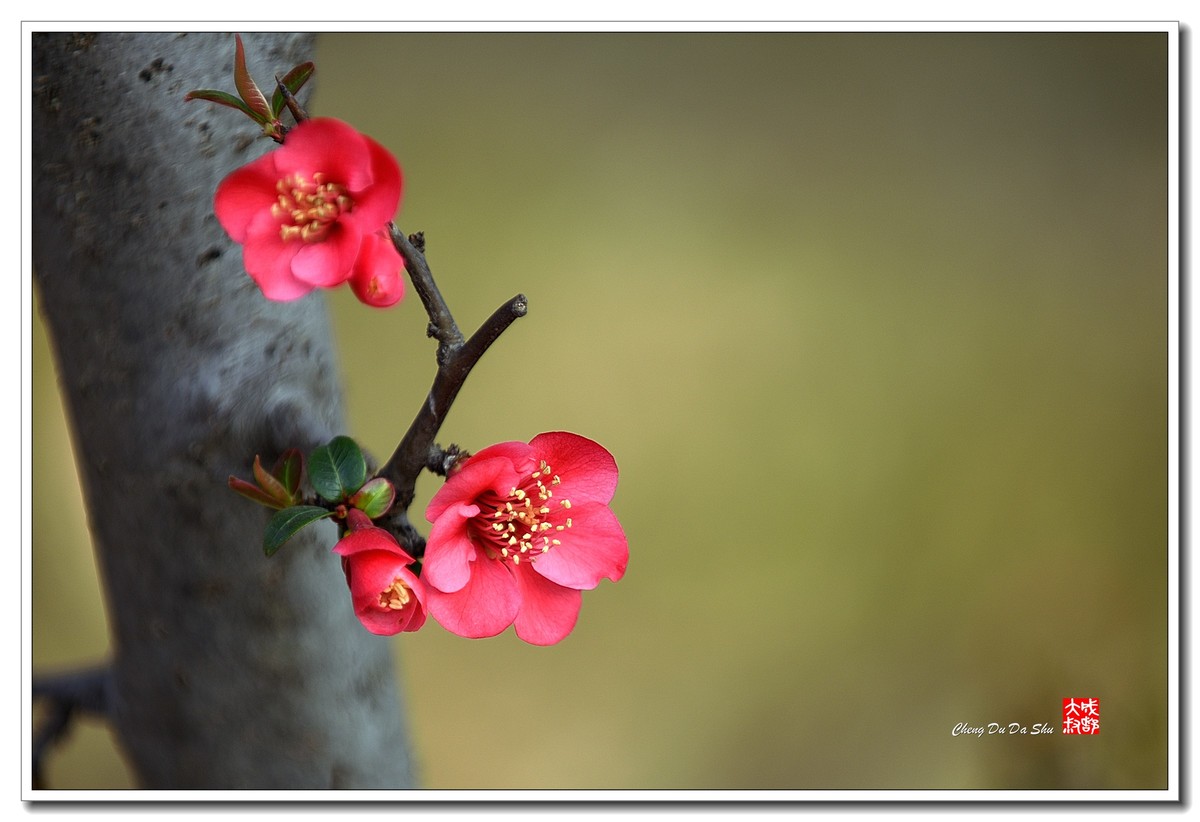 花花草草（五十）