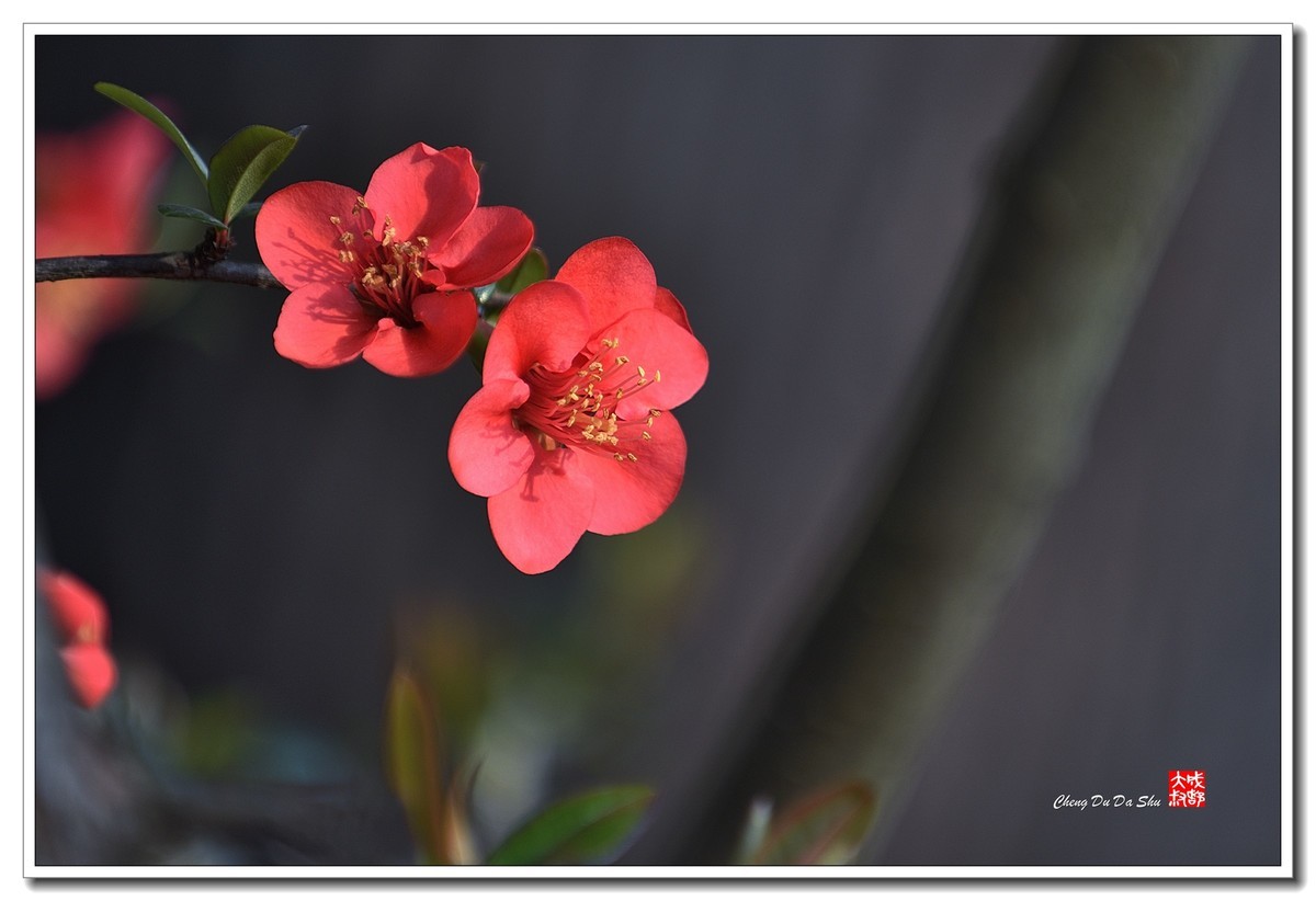 花花草草（五十）