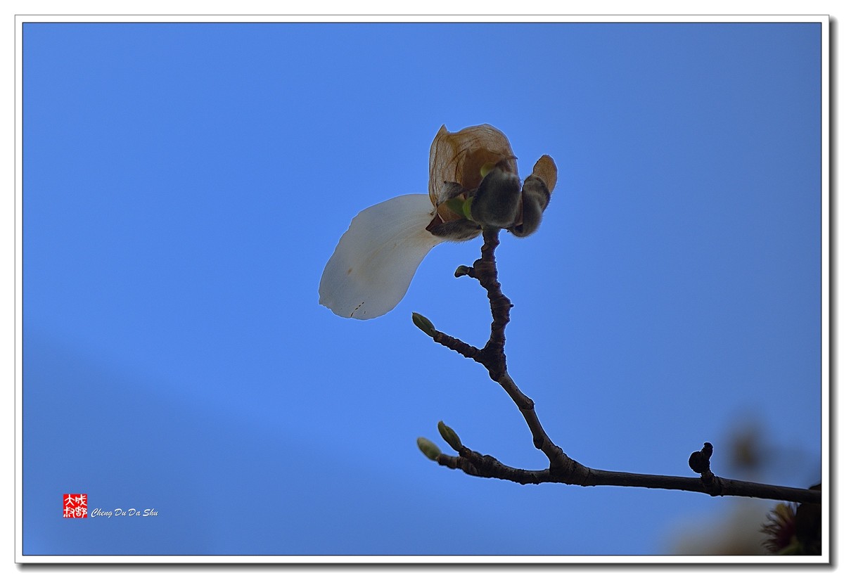 花花草草（五十）