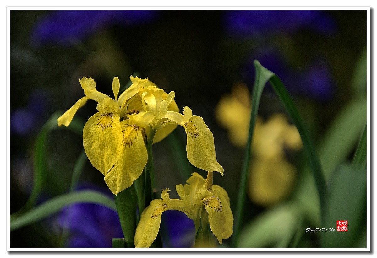 花花草草（五十）