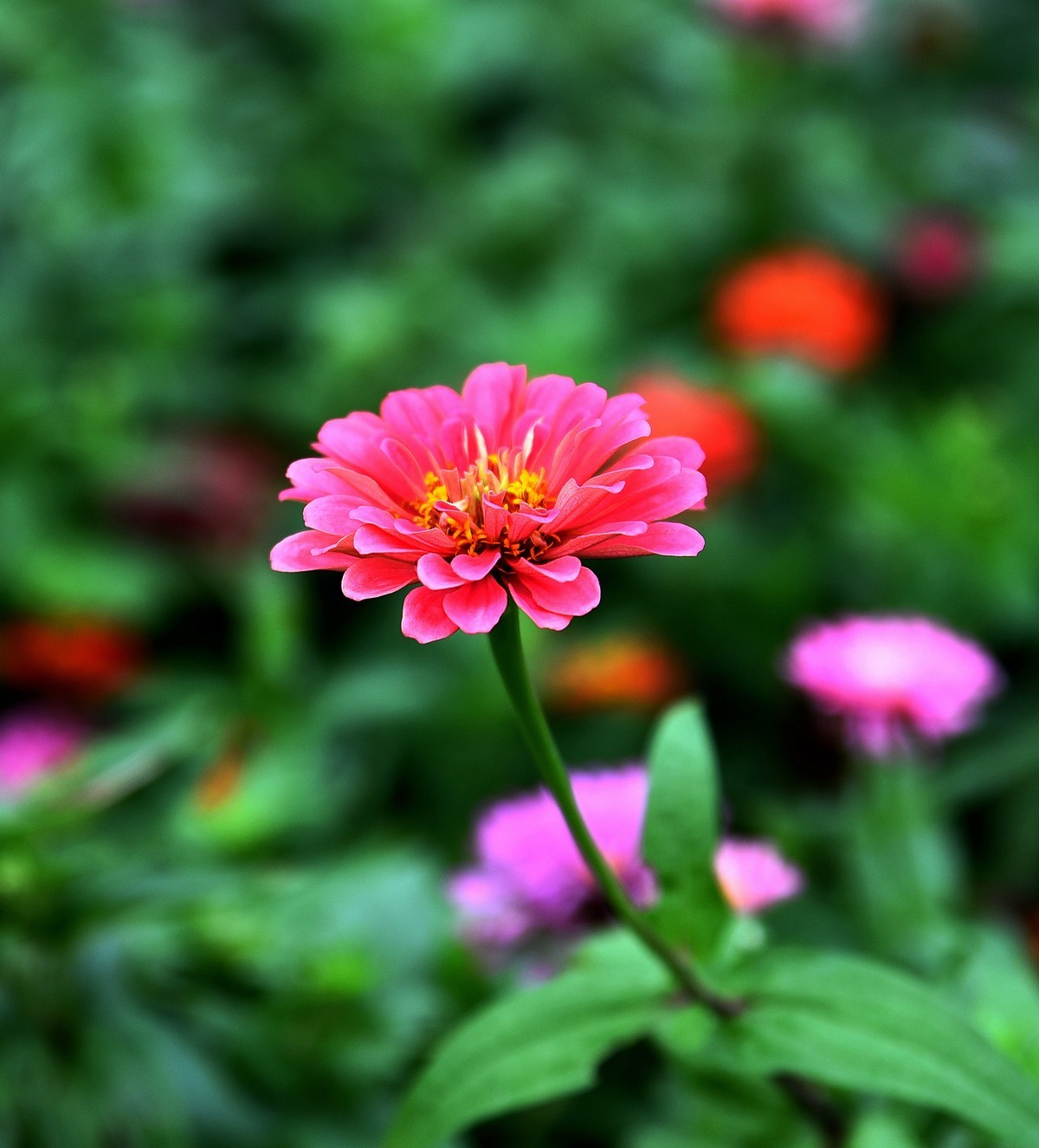 绵绵细雨中的体育公园小花！
