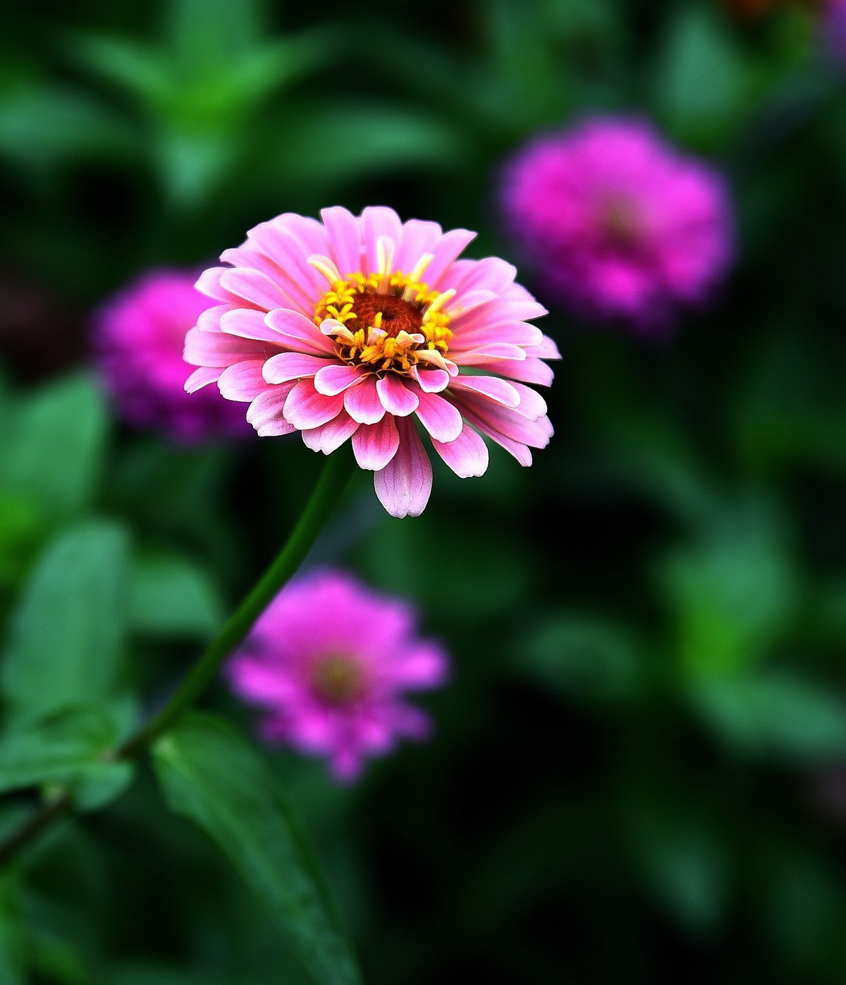绵绵细雨中的体育公园小花！