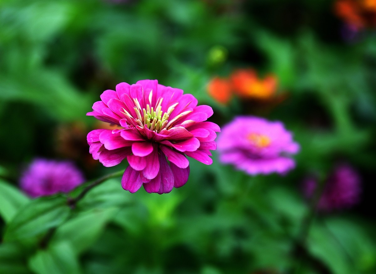 绵绵细雨中的体育公园小花！