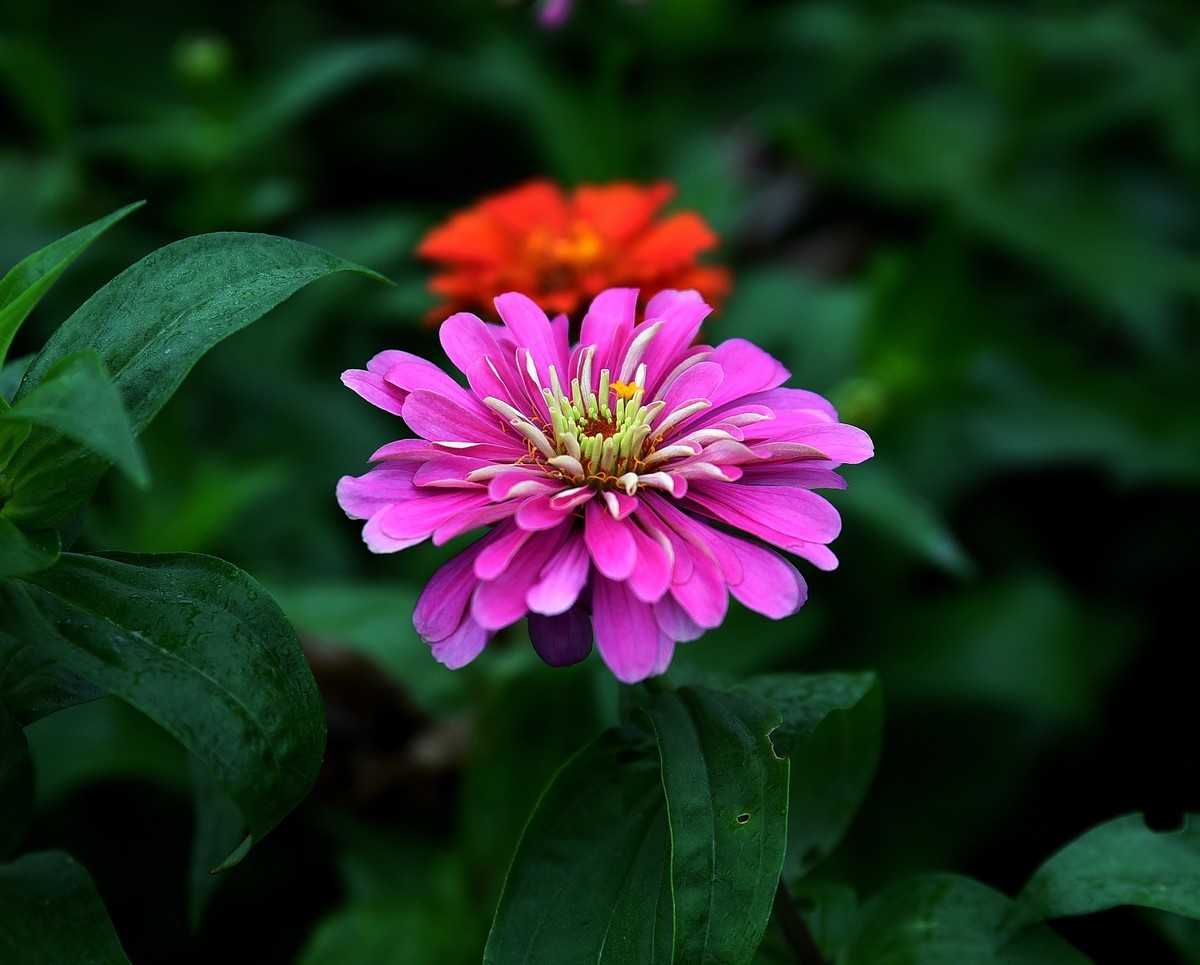 绵绵细雨中的体育公园小花！