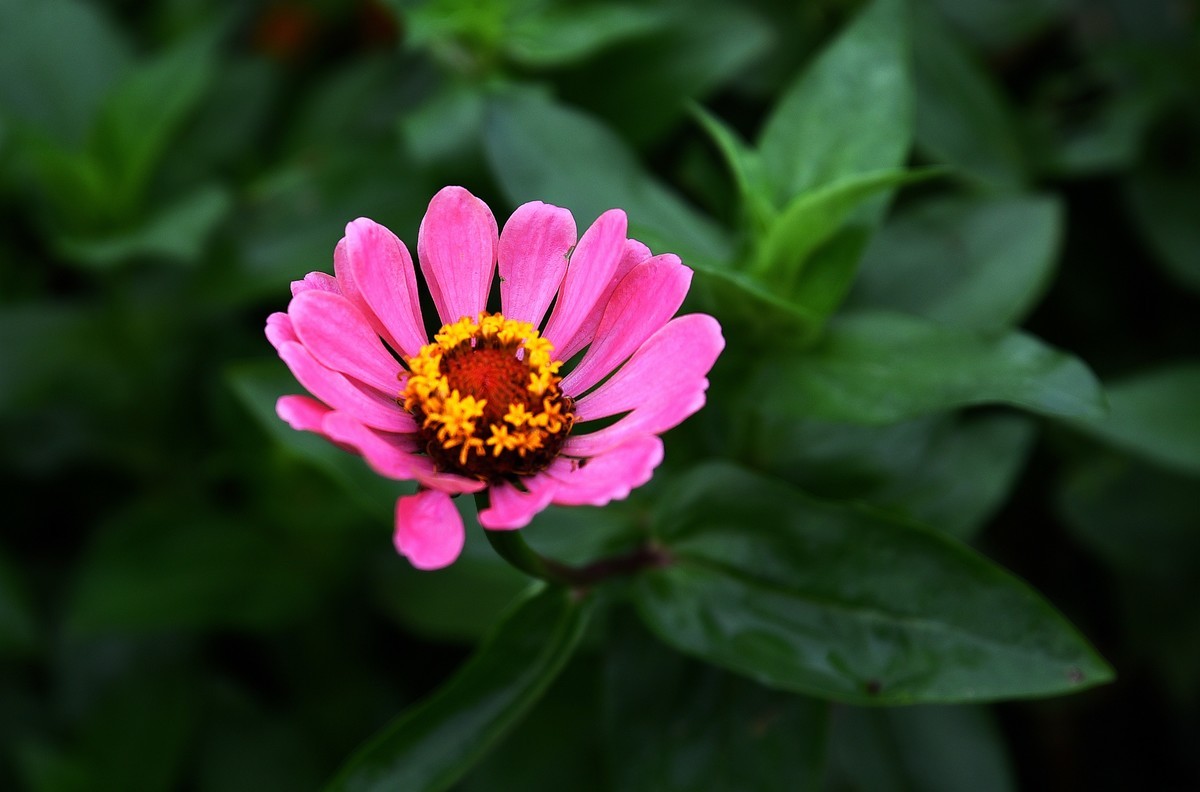 绵绵细雨中的体育公园小花！