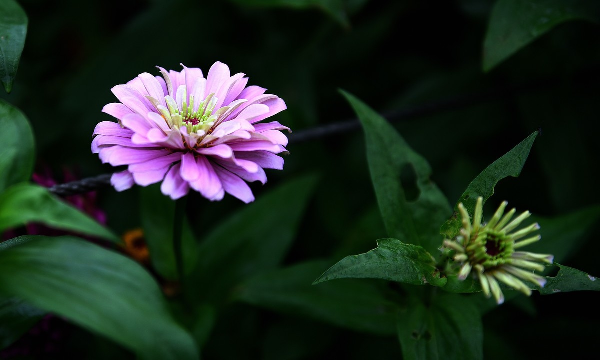 绵绵细雨中的体育公园小花！
